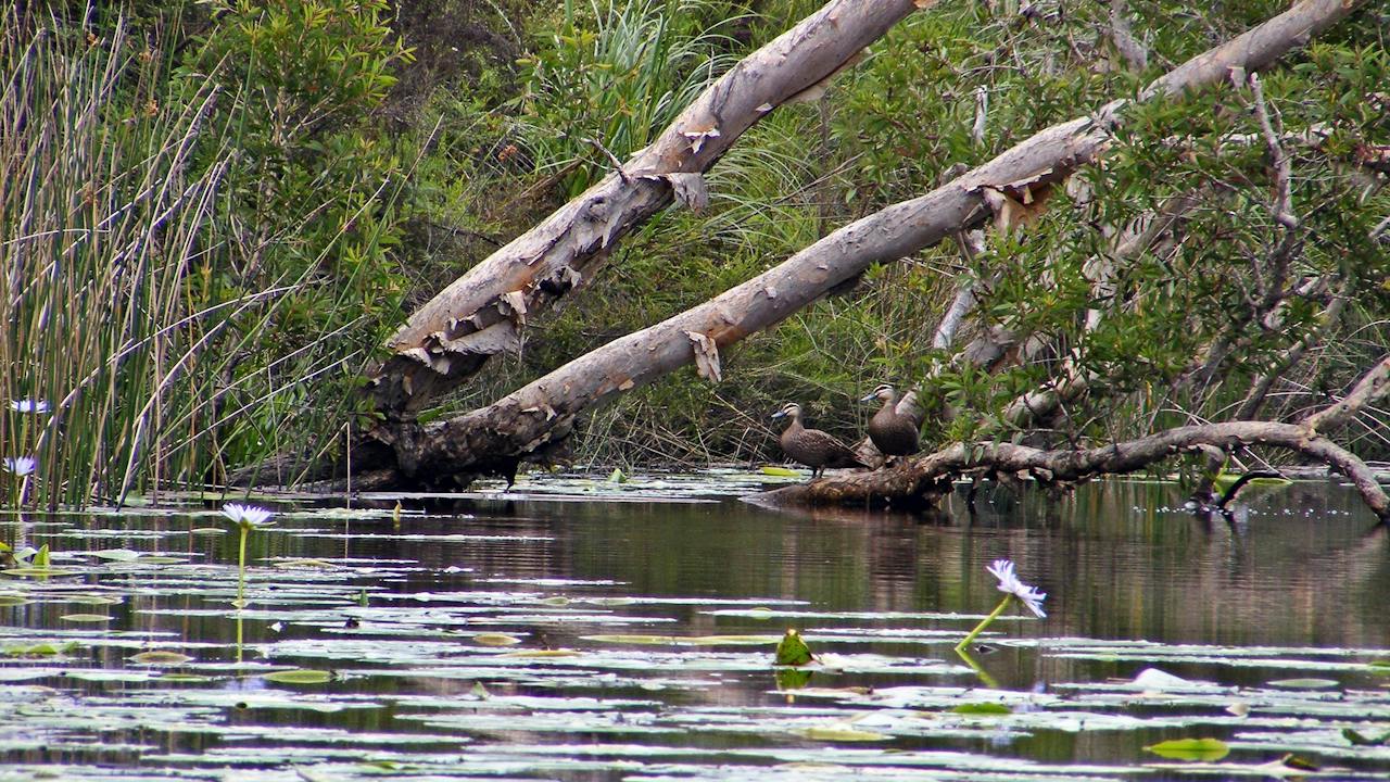 Esk River