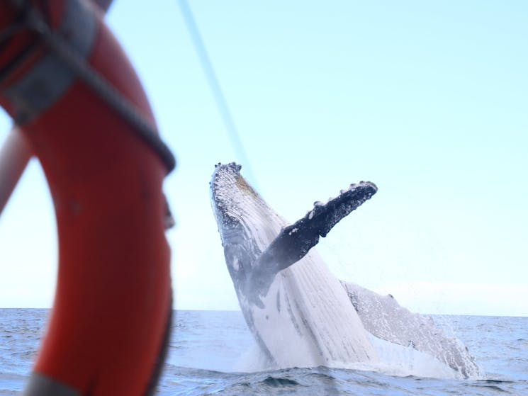 Breaching Humpback Whale with boat in foreground
