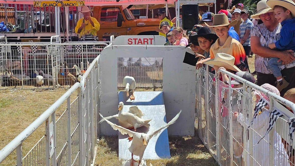 Racing ducks