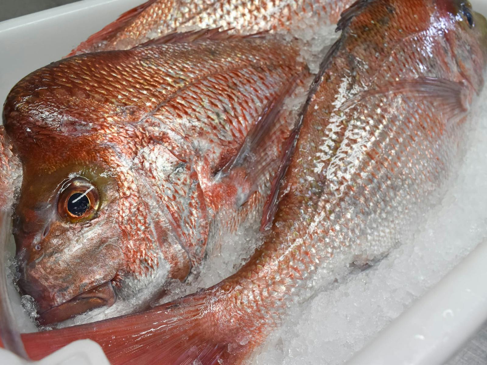 Three large Pink Snapper sitting in a box of ice
