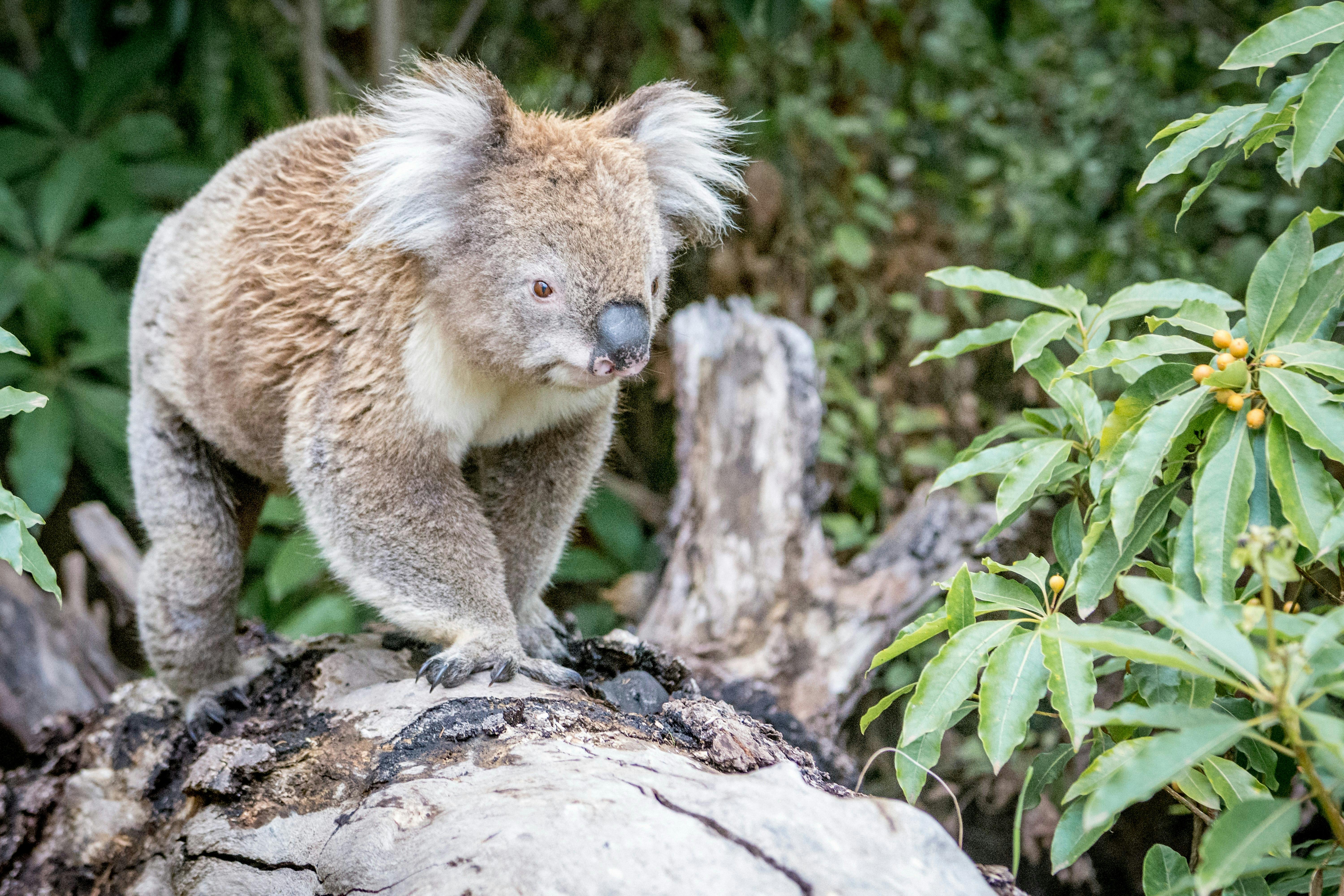 Koala in the Wild