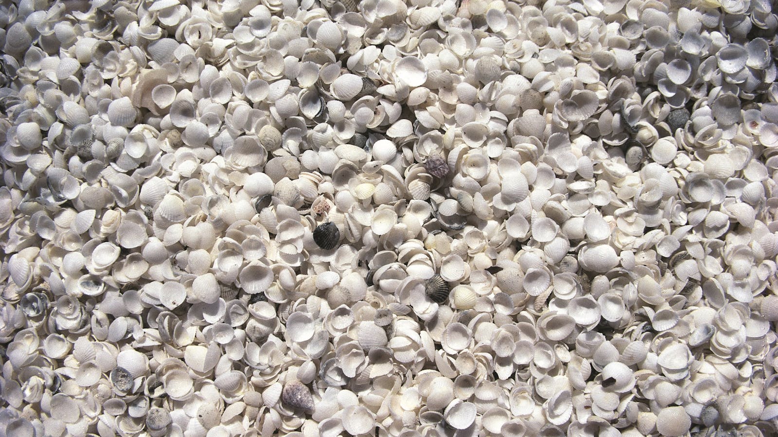 Shell Beach