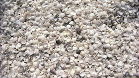 Shell Beach
