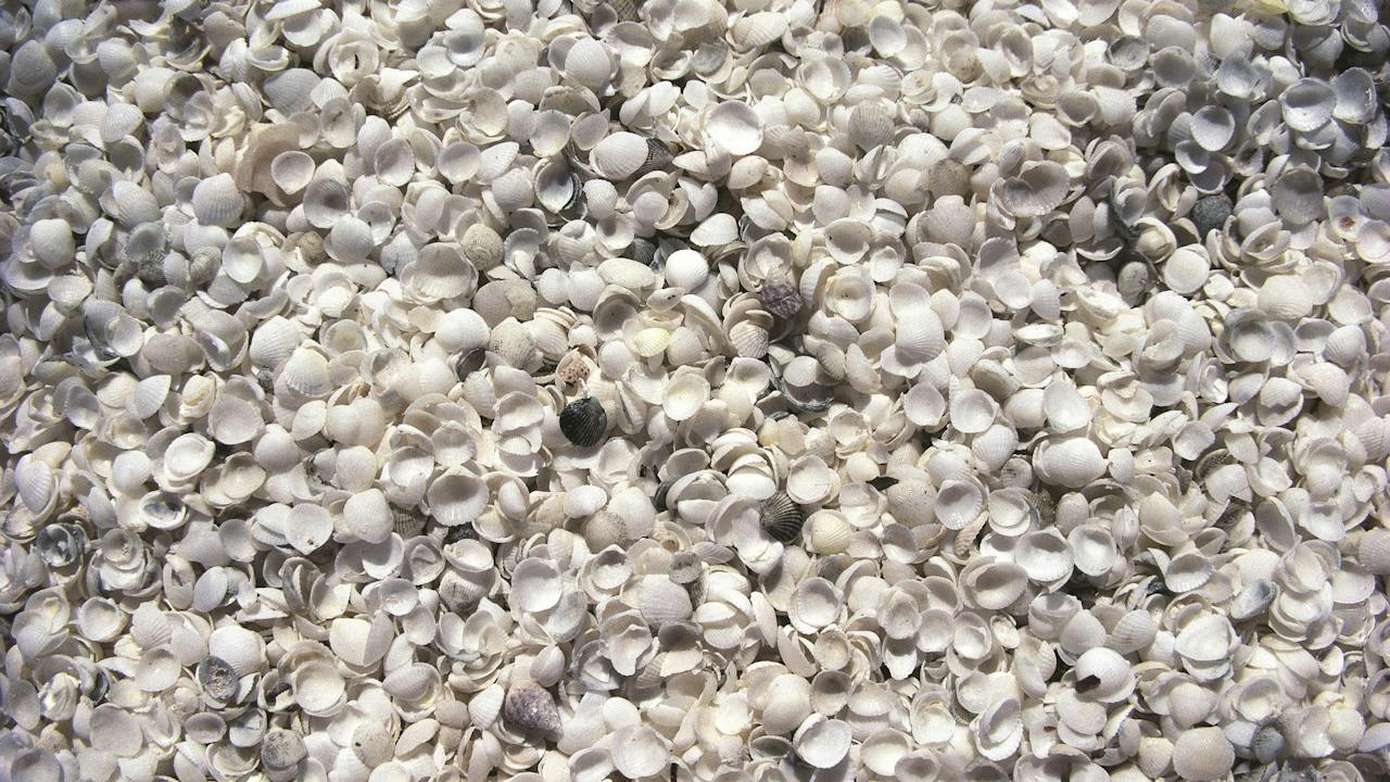 Shell Beach