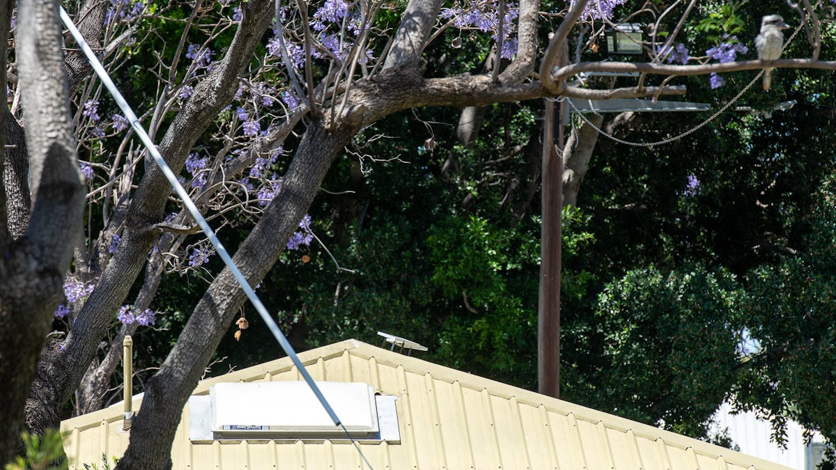 Bird mural painted on public toilet block