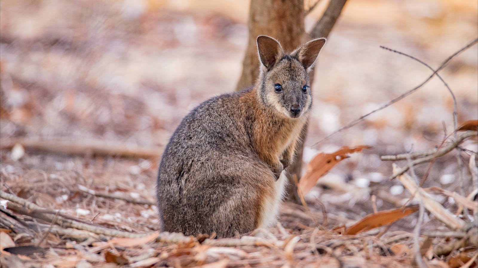 Exceptional Kangaroo Island - Luxury Small Group and Private Tours