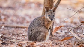 Exploring wildlife in the wild with Exceptional Kangaroo Island - tammar wallaby