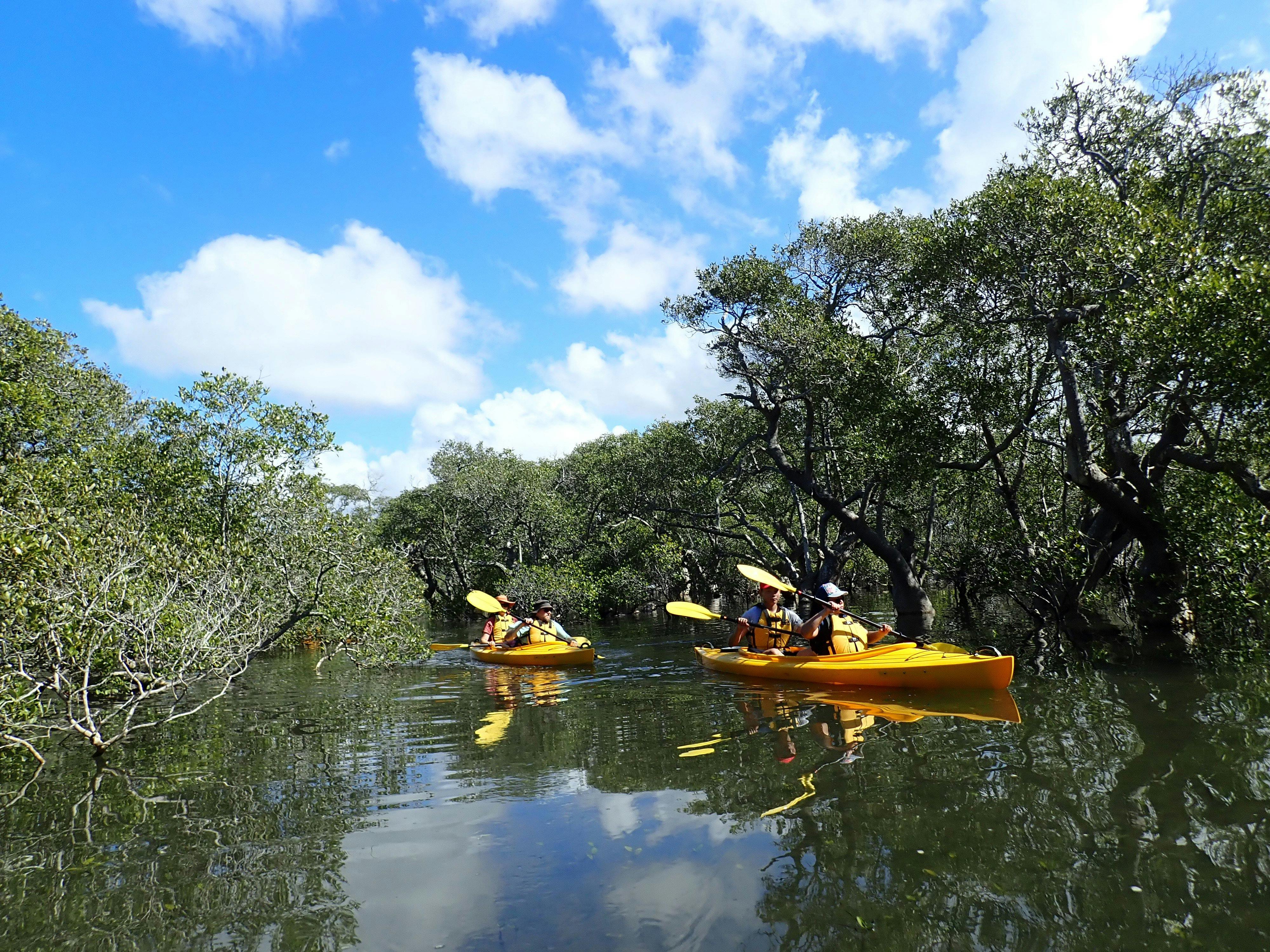 Kayaking through mangroves on the Myall River