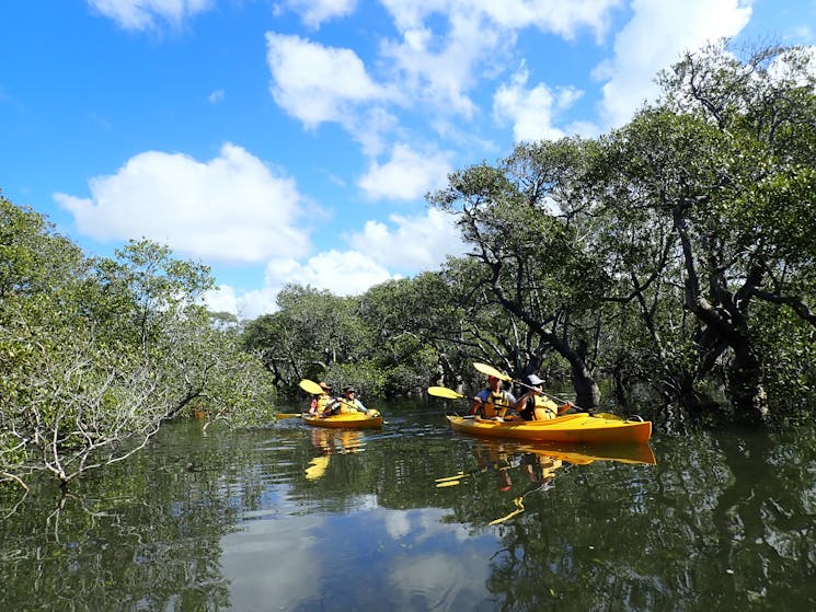Kayaking through mangroves on the Myall River