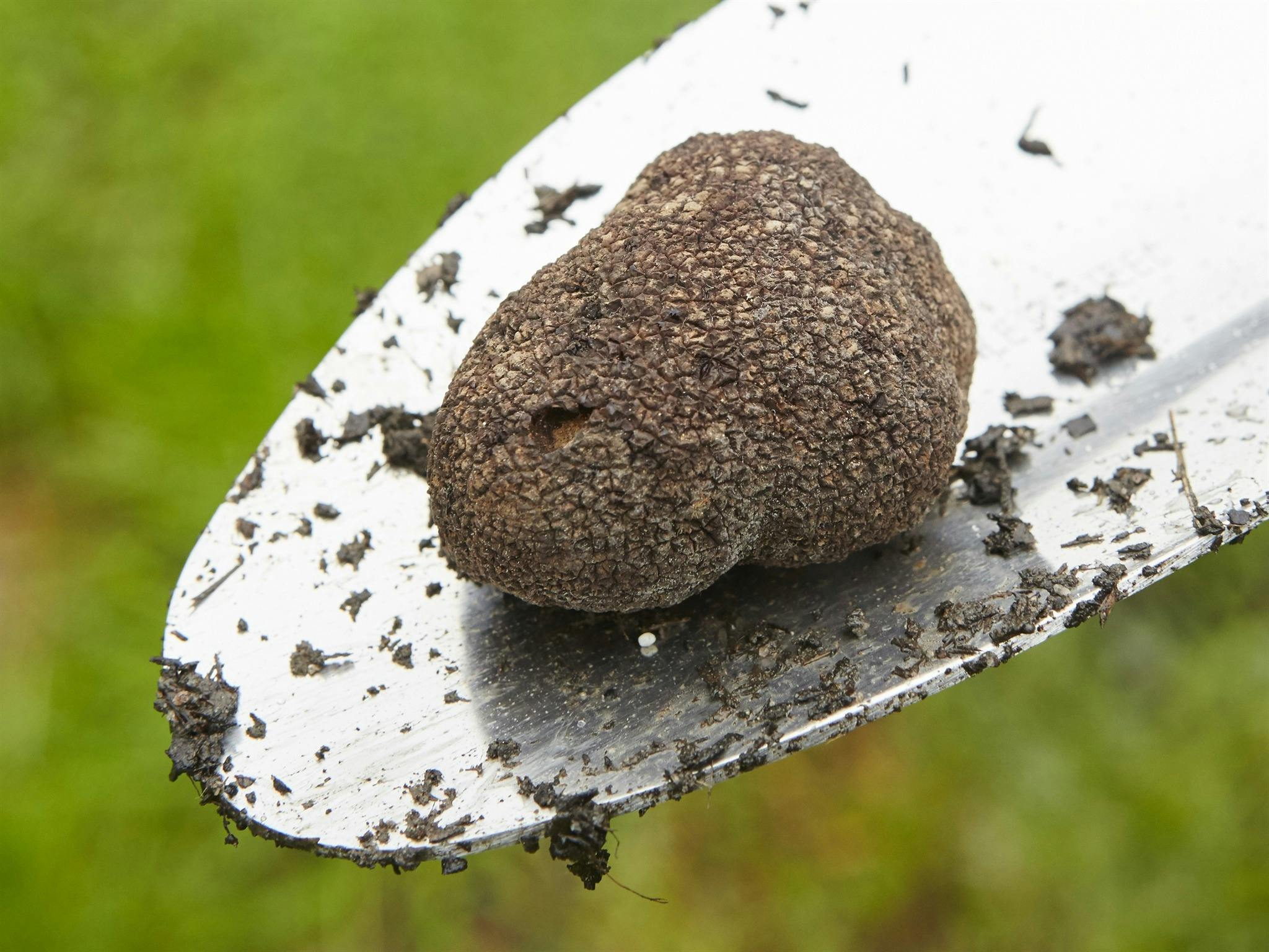 Truffles