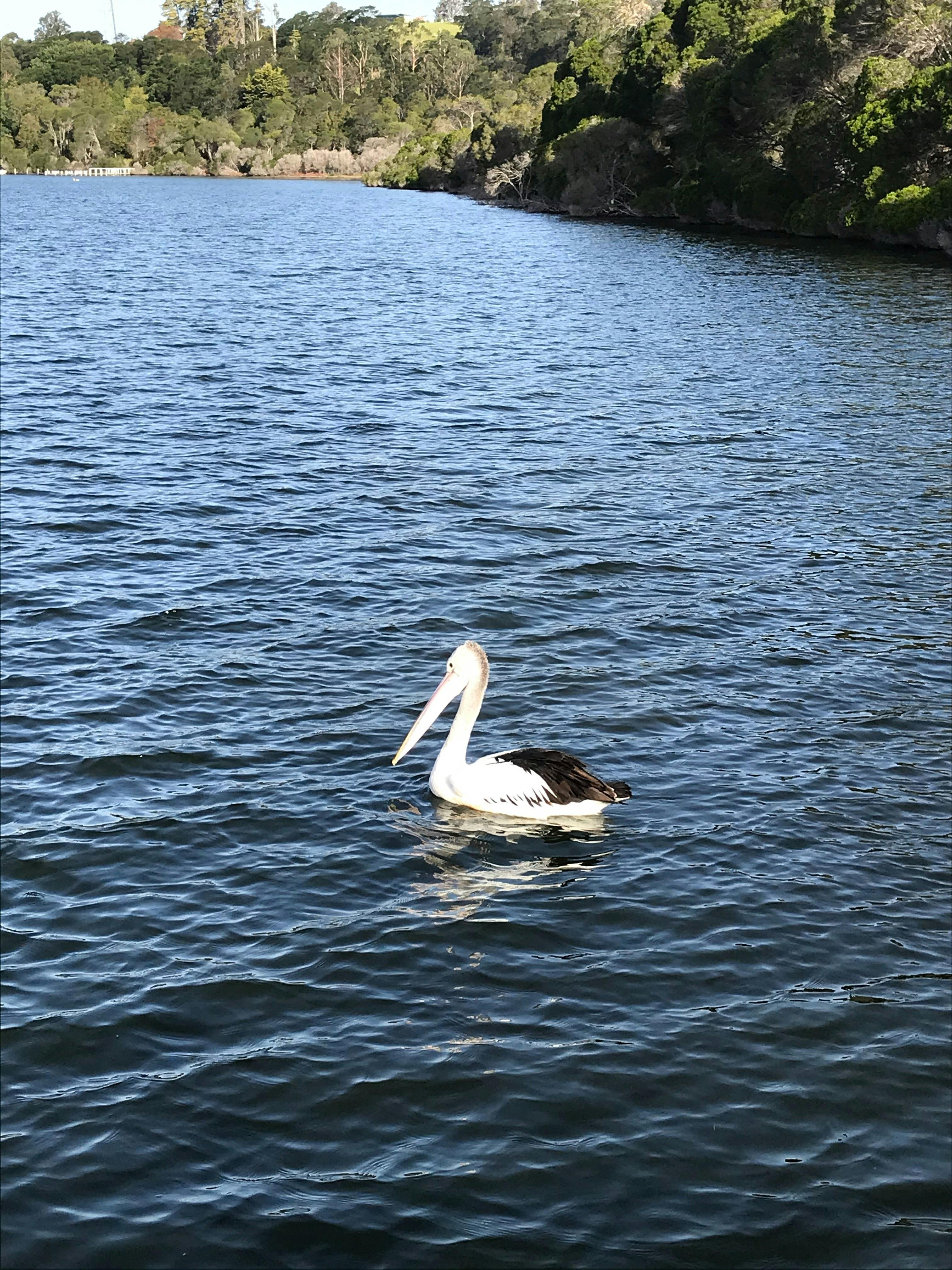 Bach Akademie Australia - Bach: A life in music edit - Mallacoota performance
