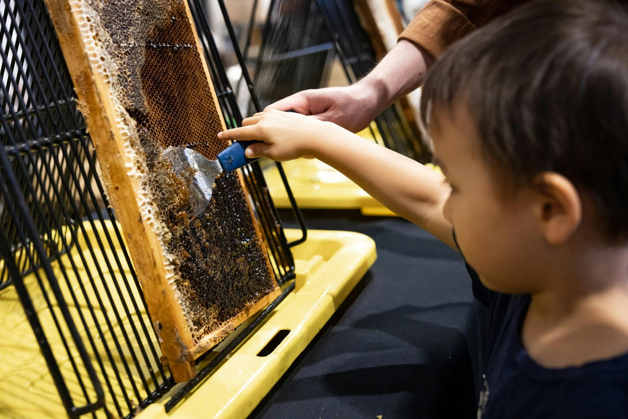 Child collecting honey