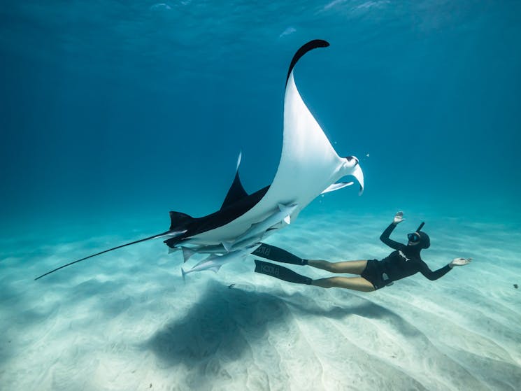 A woman dancing with a manta ray underwater