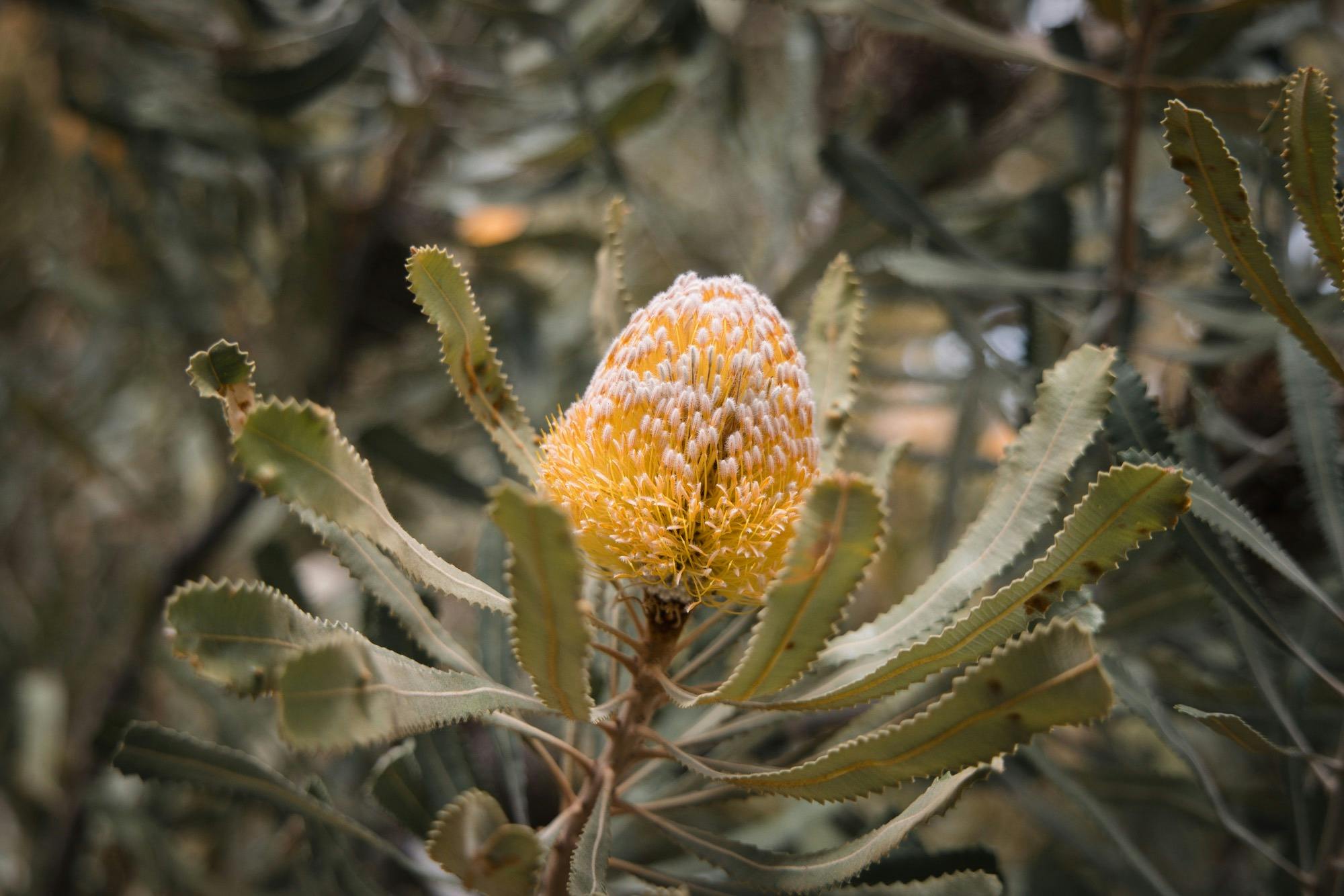 Experience Culture in Kings Park (Kaarta Gar-Up) 90-minute Cultural Tour