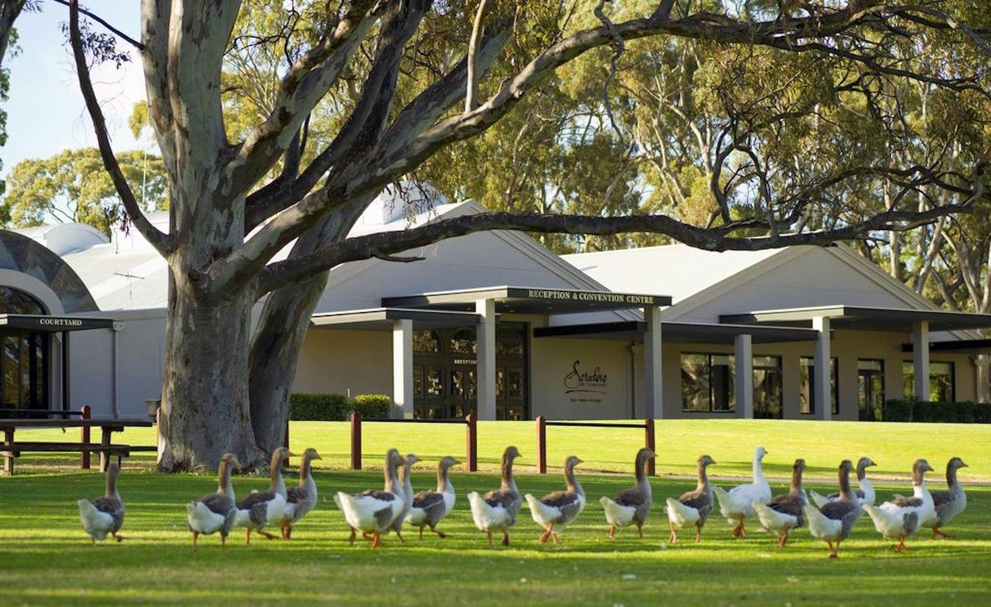 uninvited guests - ducks