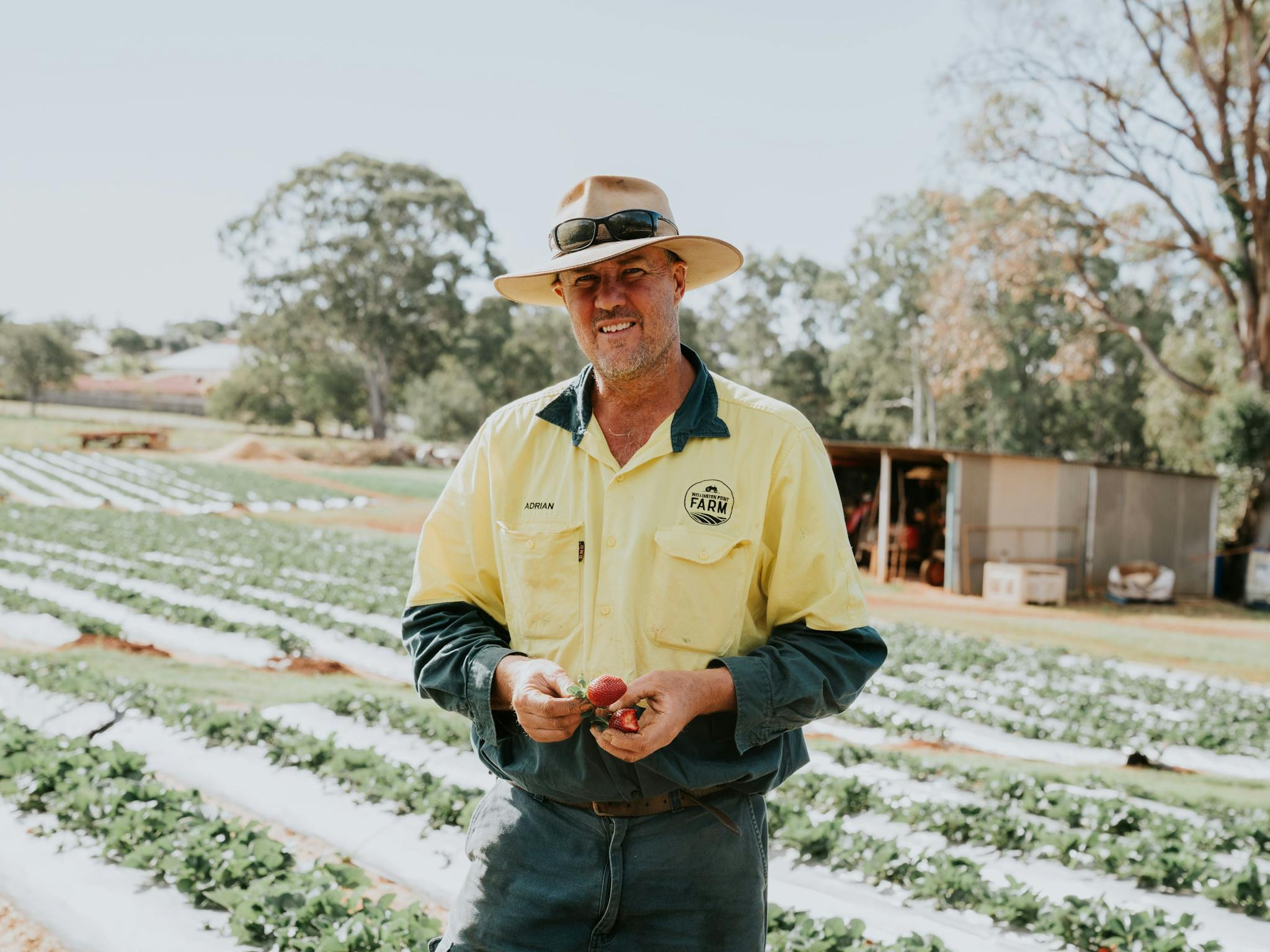 Farmer Adrian in the Strawberry Fields Farmer Adrian in the Strawberry Fields