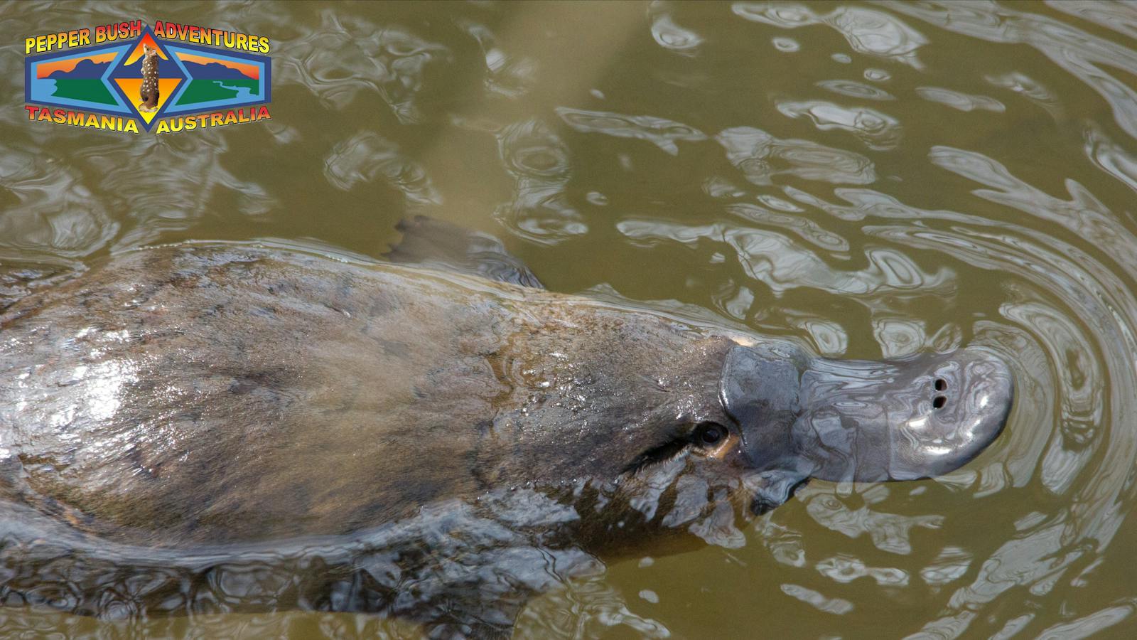 Platypus in north east Tasmania