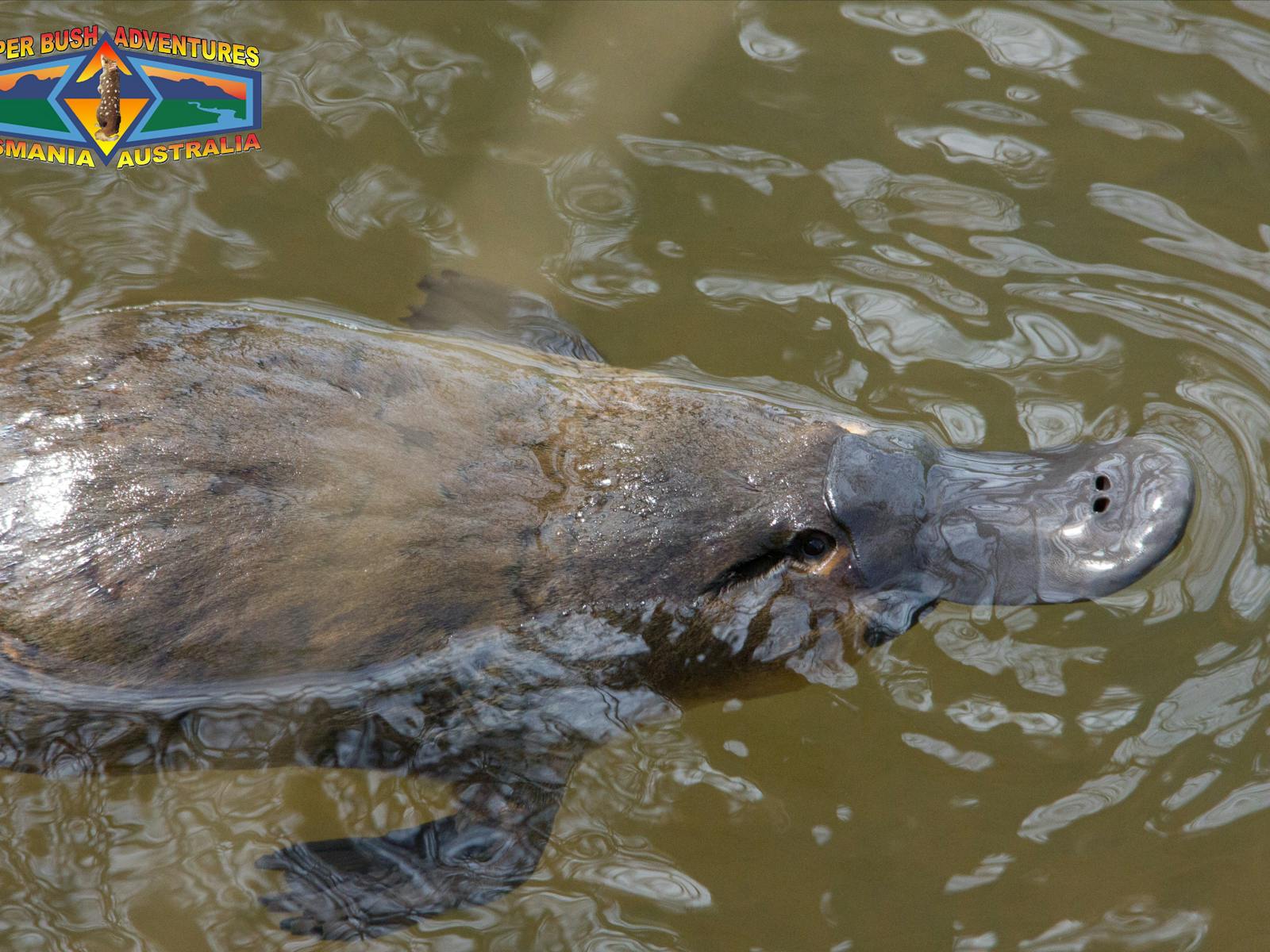 Platypus in north east Tasmania