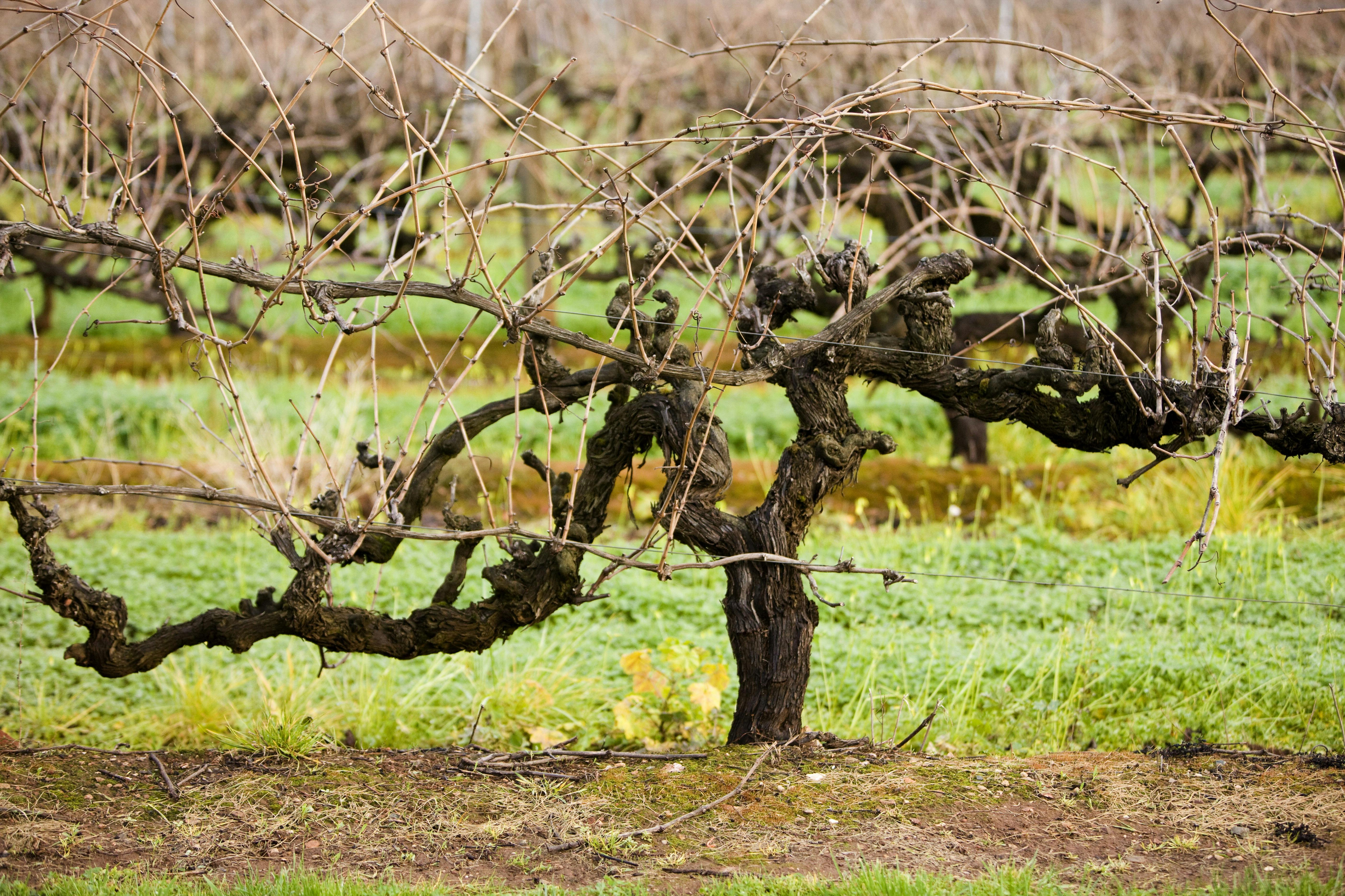 Premium Wine Tours by Scott Ninnis