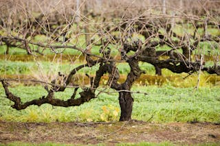 Premium Wine Tours by Scott Ninnis
