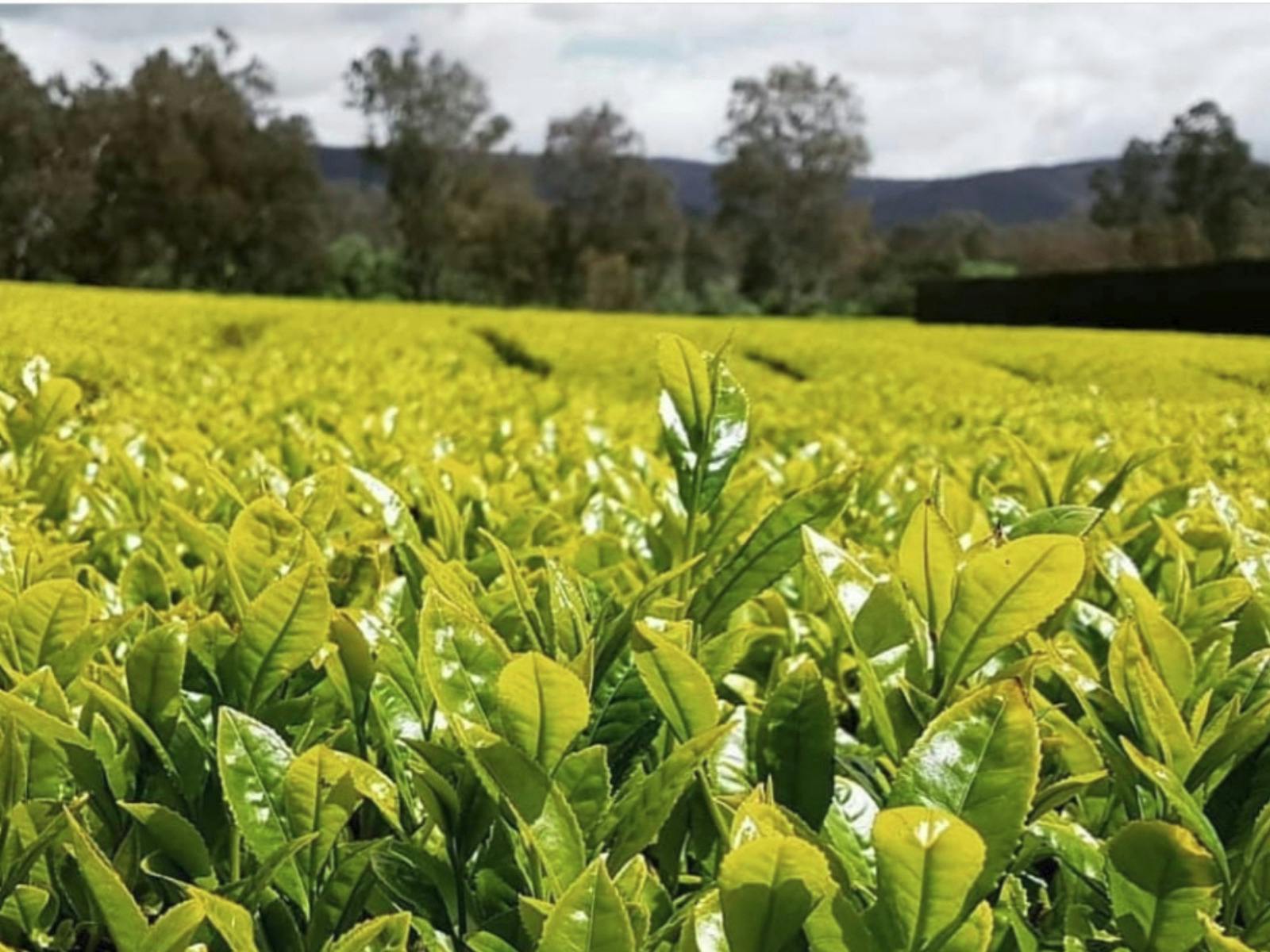 Yarra Valley Tea Company