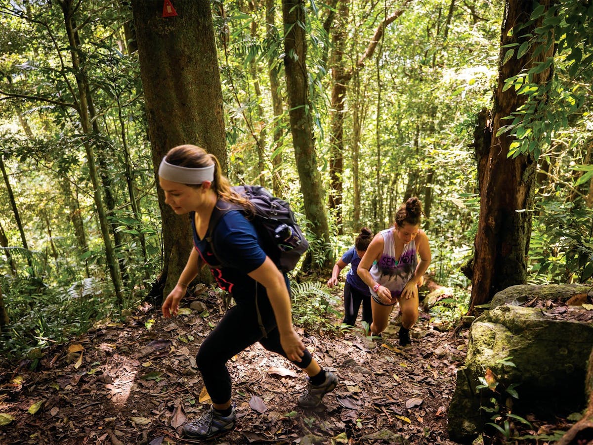 Hiking Daintree