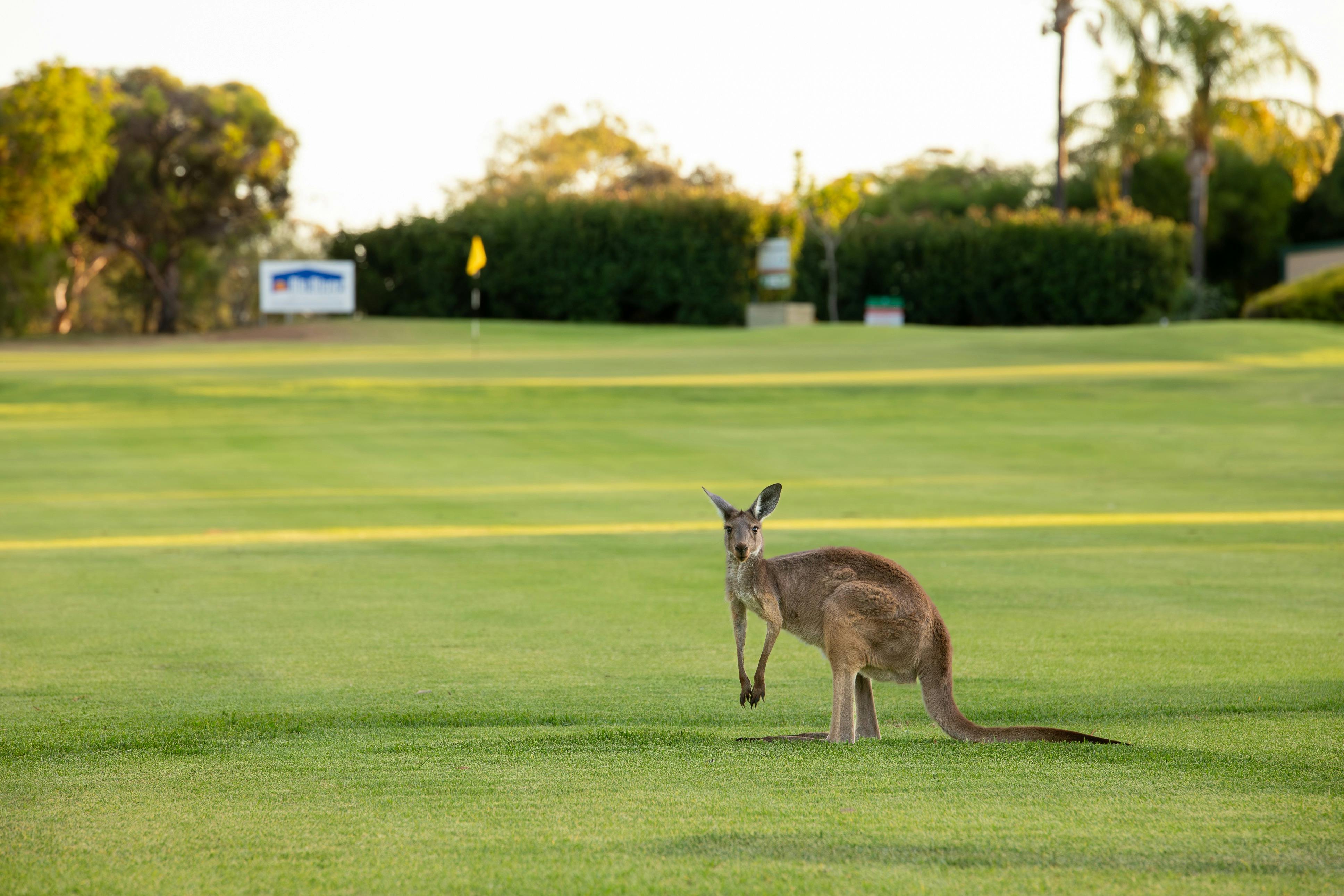 A local resident at dusk