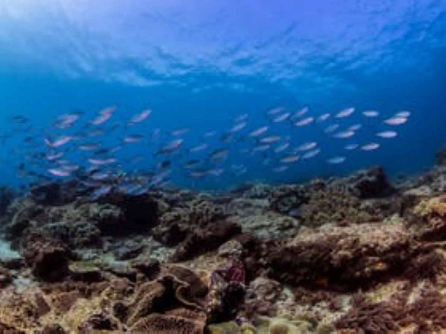 There is an amazing array of sealife at Flinders Reef