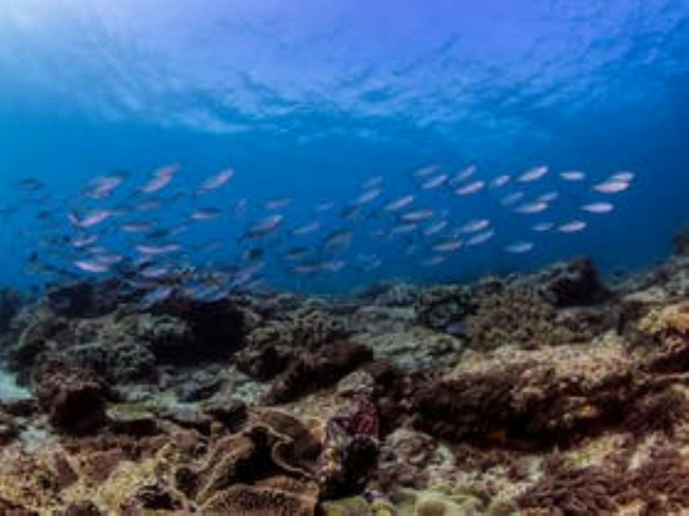 Flinders Reef Scuba Diving - Sunreef Mooloolaba