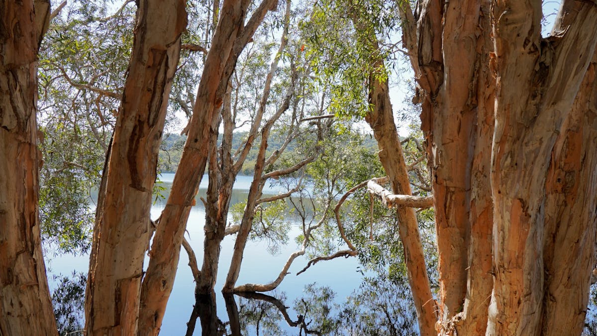Brown Lake Bummiera seen through melaleuca trees, Minjerribah North Stradbroke Island QLD.