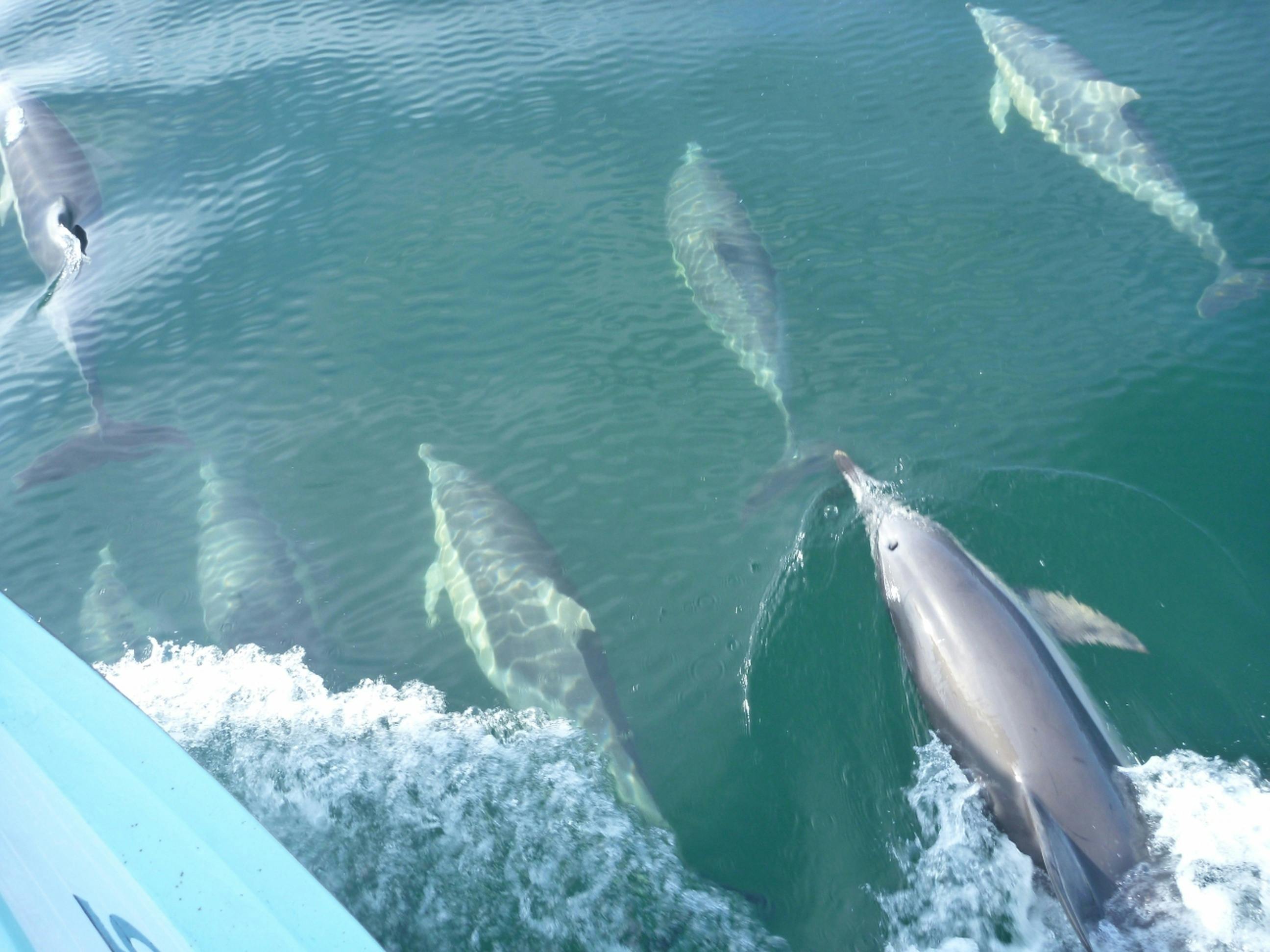 Common Dolphins visiting Bay Fish N Trips