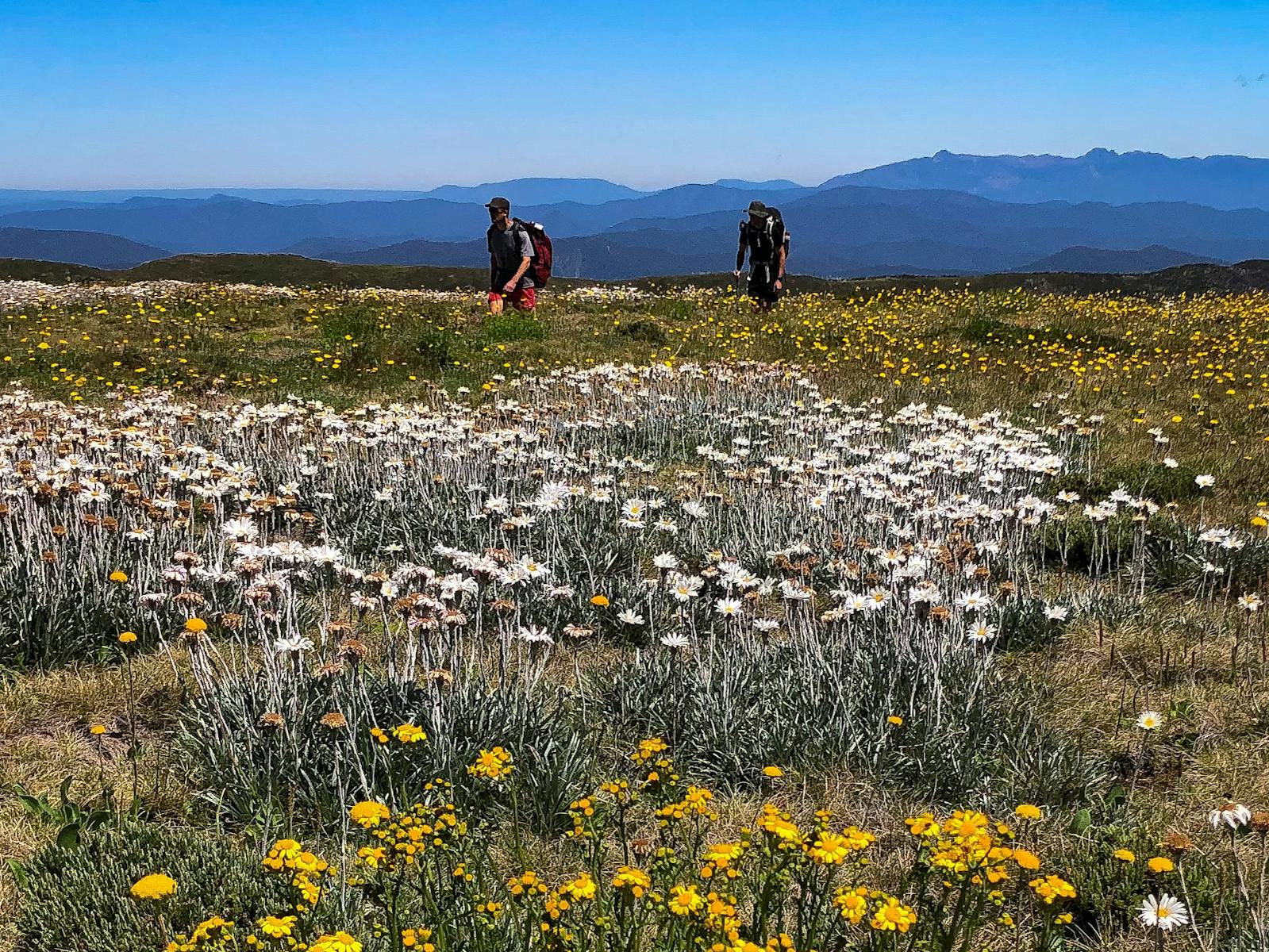 wildflowers on a mountain field