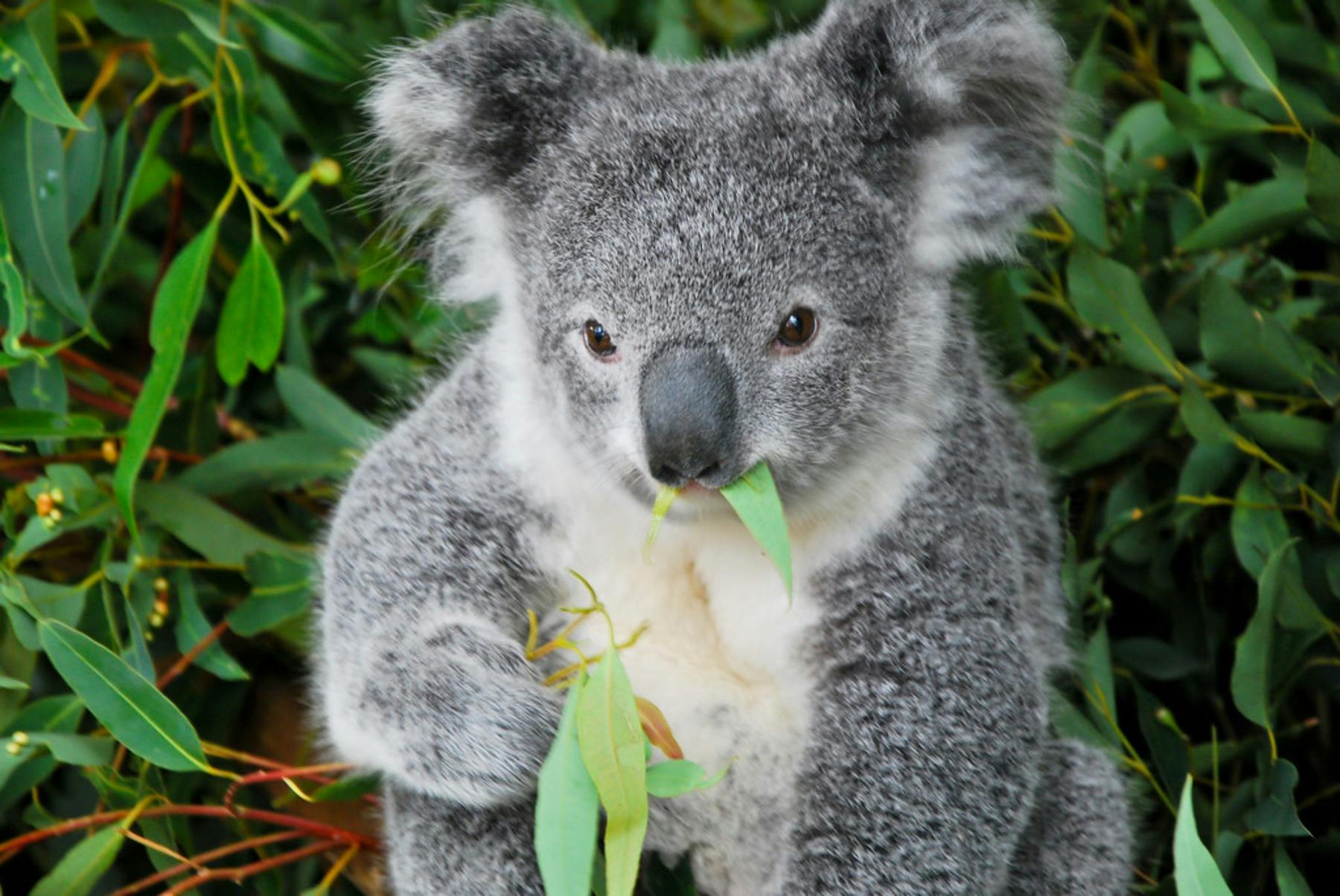 Iconic Koala