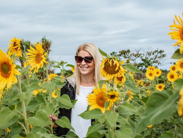 Farm & Co Sunflowers