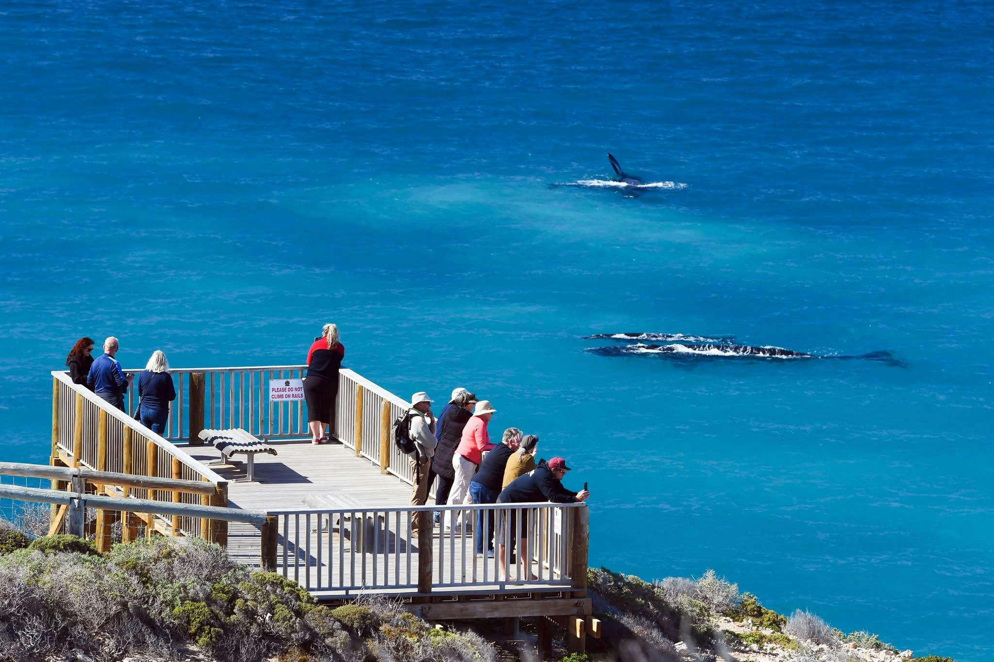 Head of Bight Whale Watching Centre