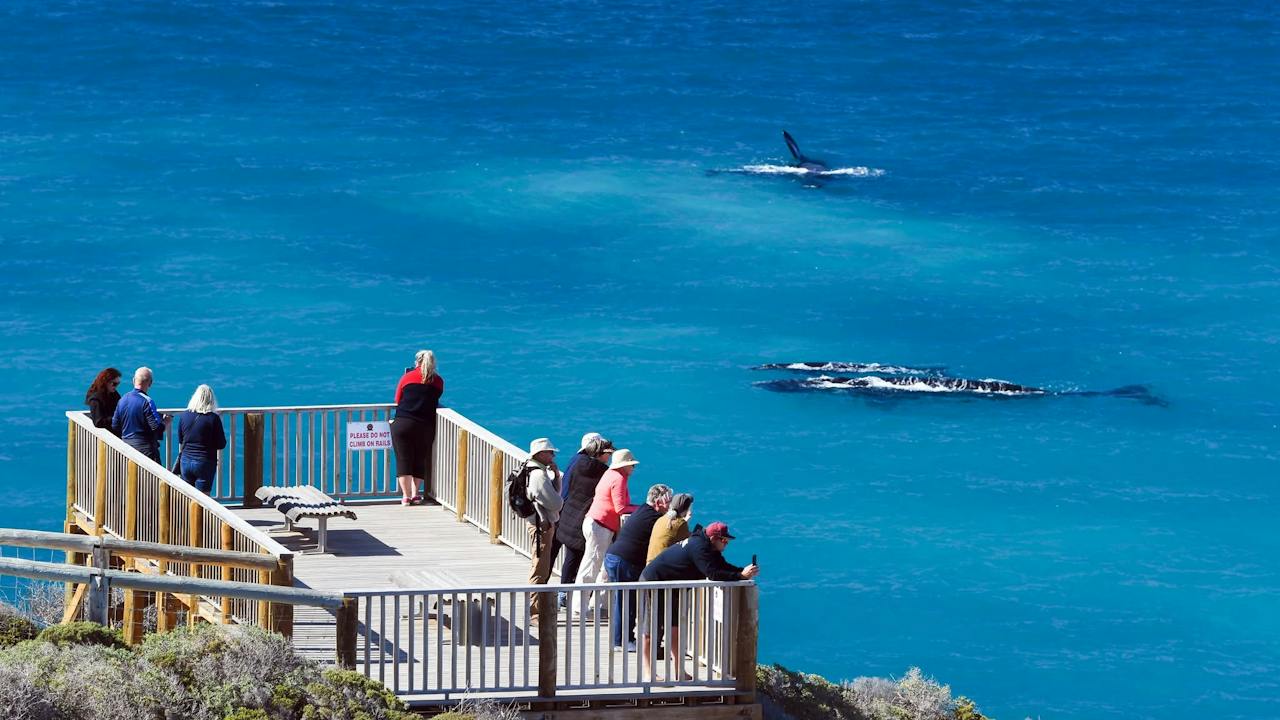 Head of Bight Whale Watching platform