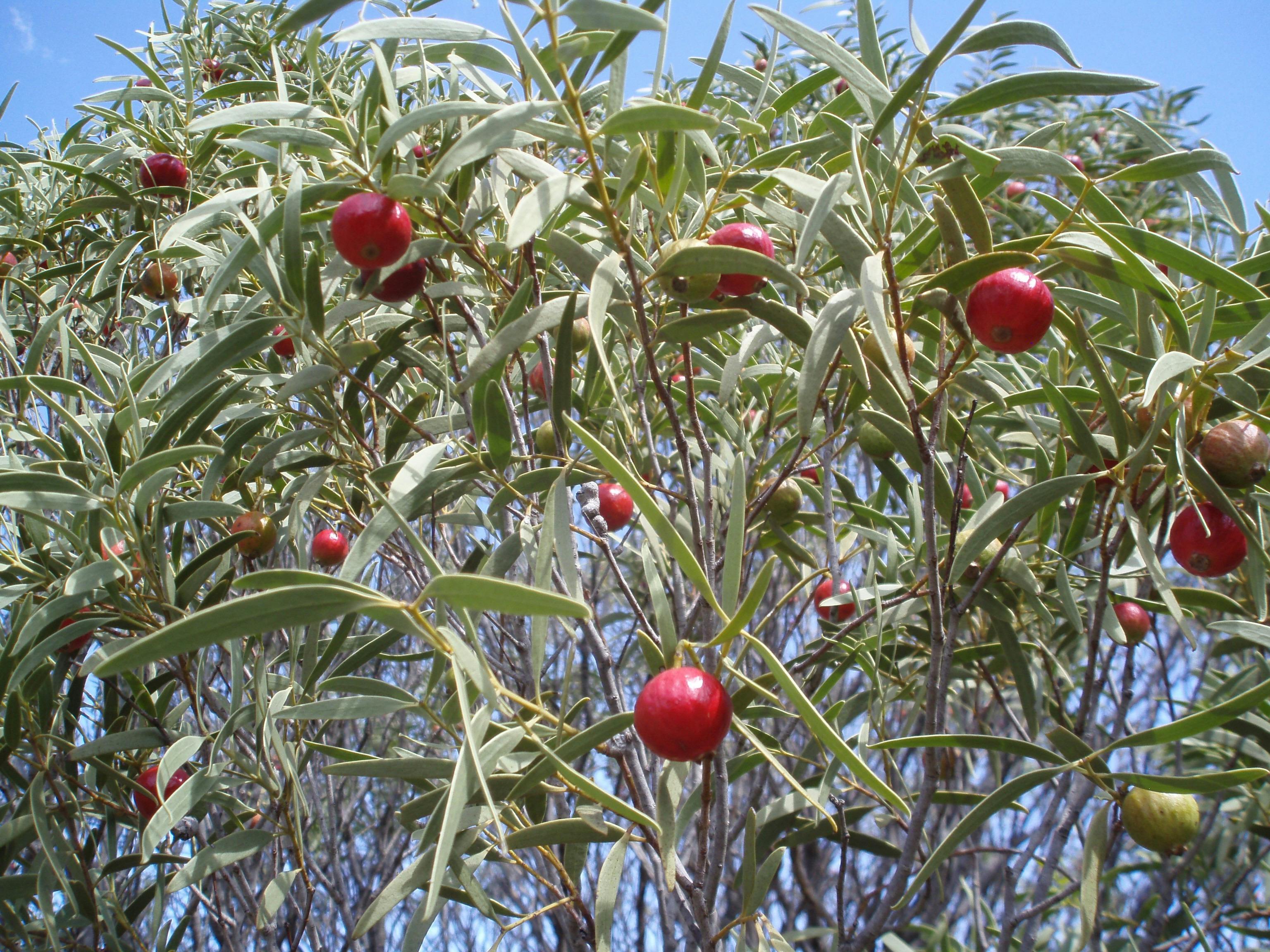 Quondongs - lots of these along 2nd section - fruiting Sept - Nov