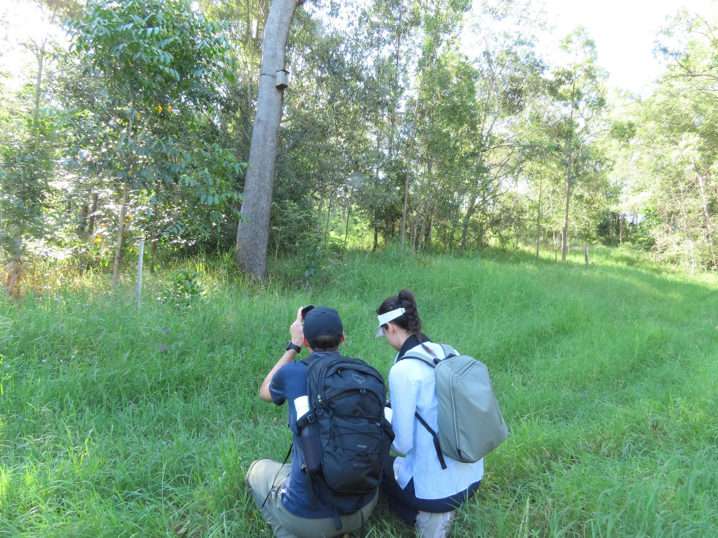 2 people in an open grassy space taking photos of a koala high in the trees ahead