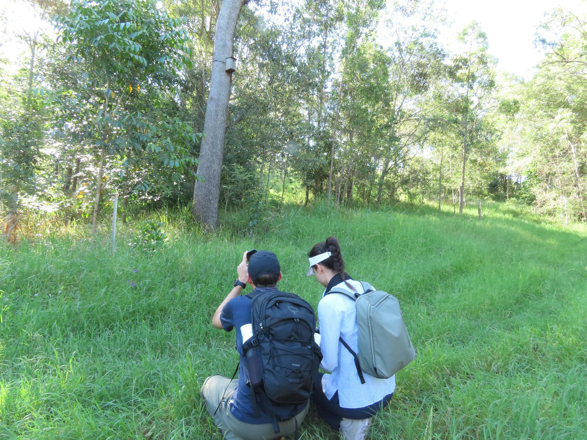 2 people in an open grassy space taking photos of a koala high in the trees ahead