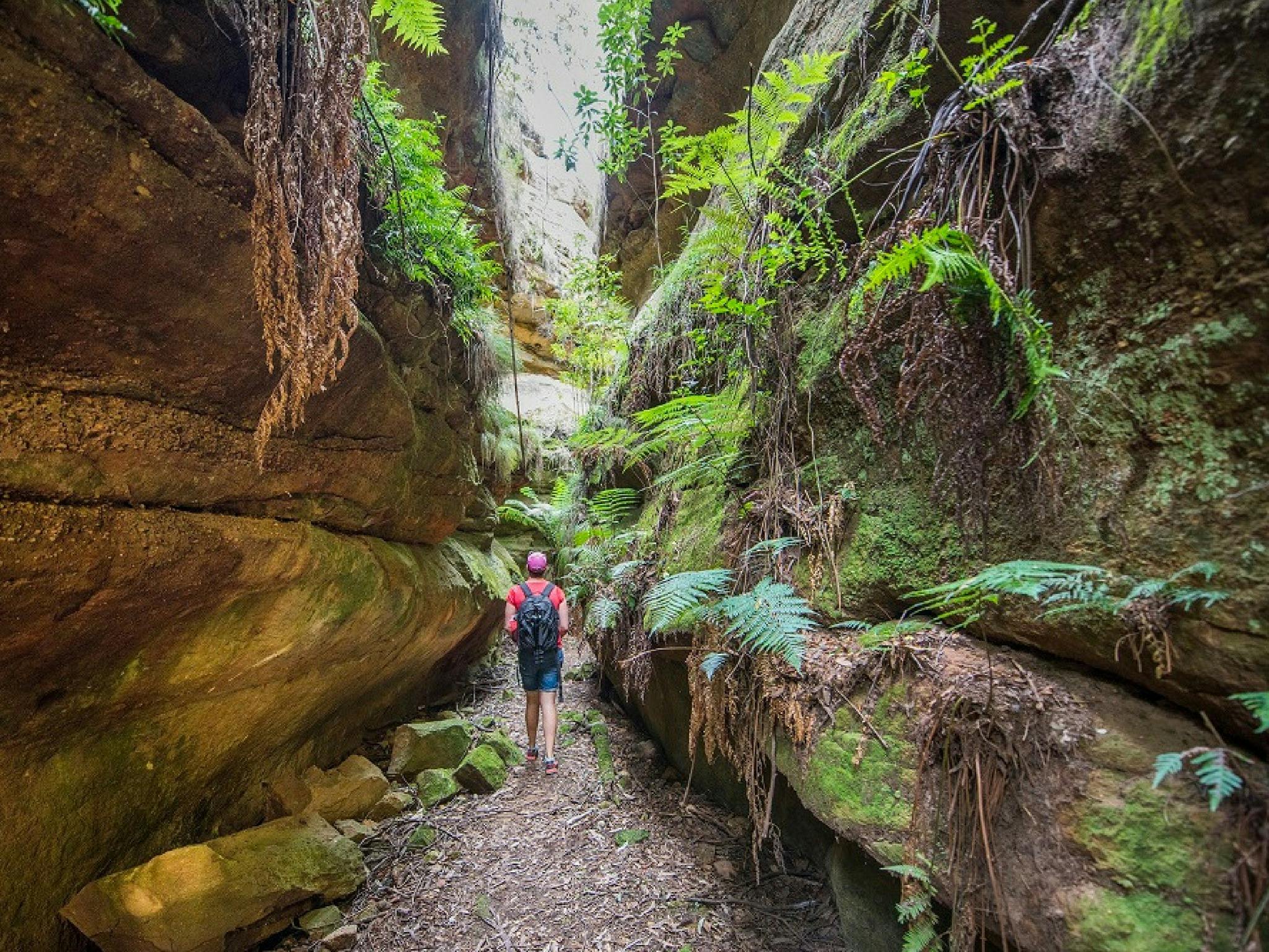 Ferntree Gully Reserve NSW Holidays & Things to Do