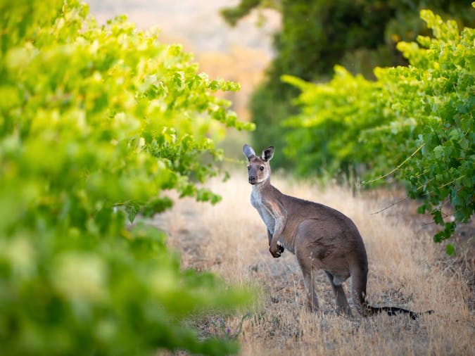 Vineyard Sustainability Tour & Tasting