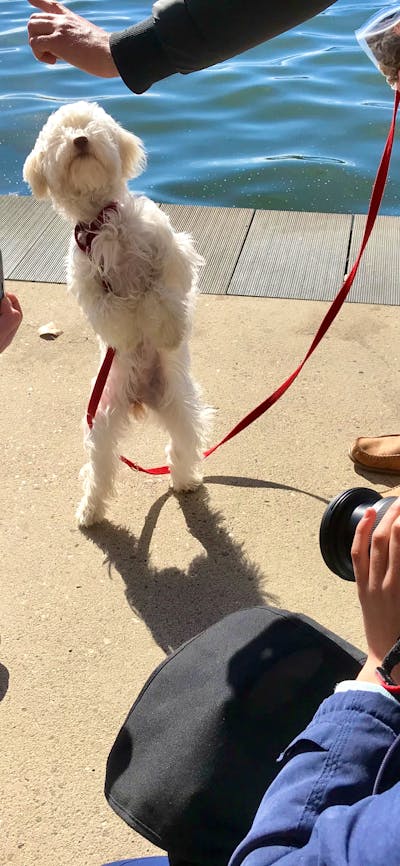 a group of children are photographing a dog which is standing on his hind legs