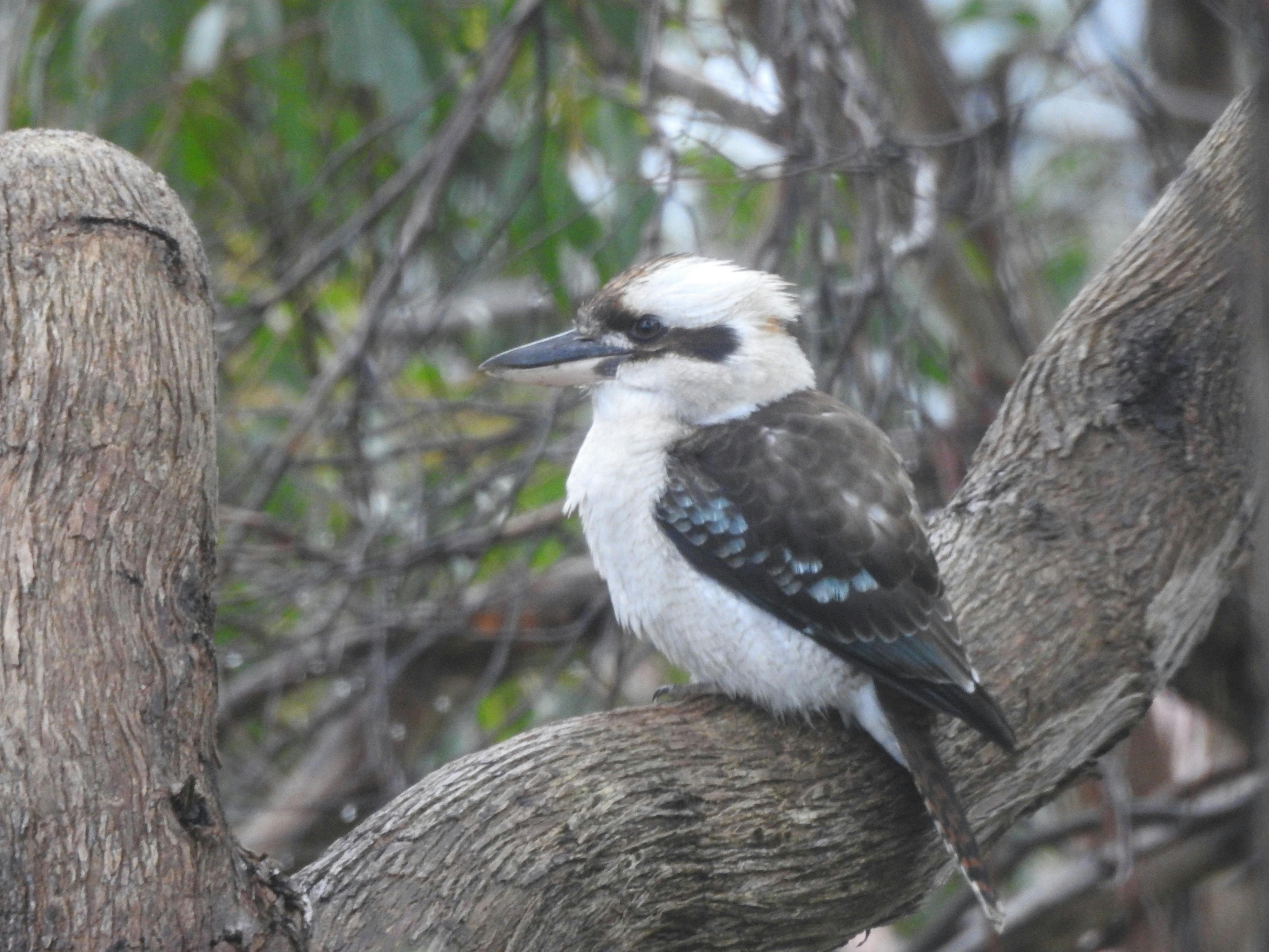 Adelaide Hills Day Tour kingfisher bird