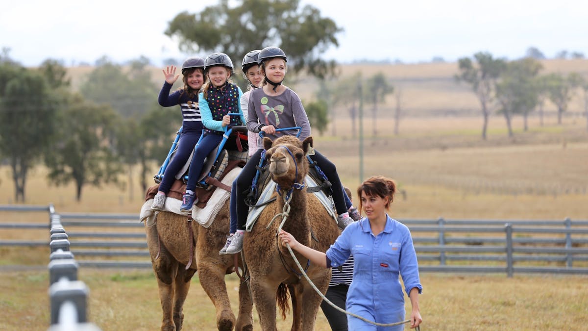 Summer Land Camels