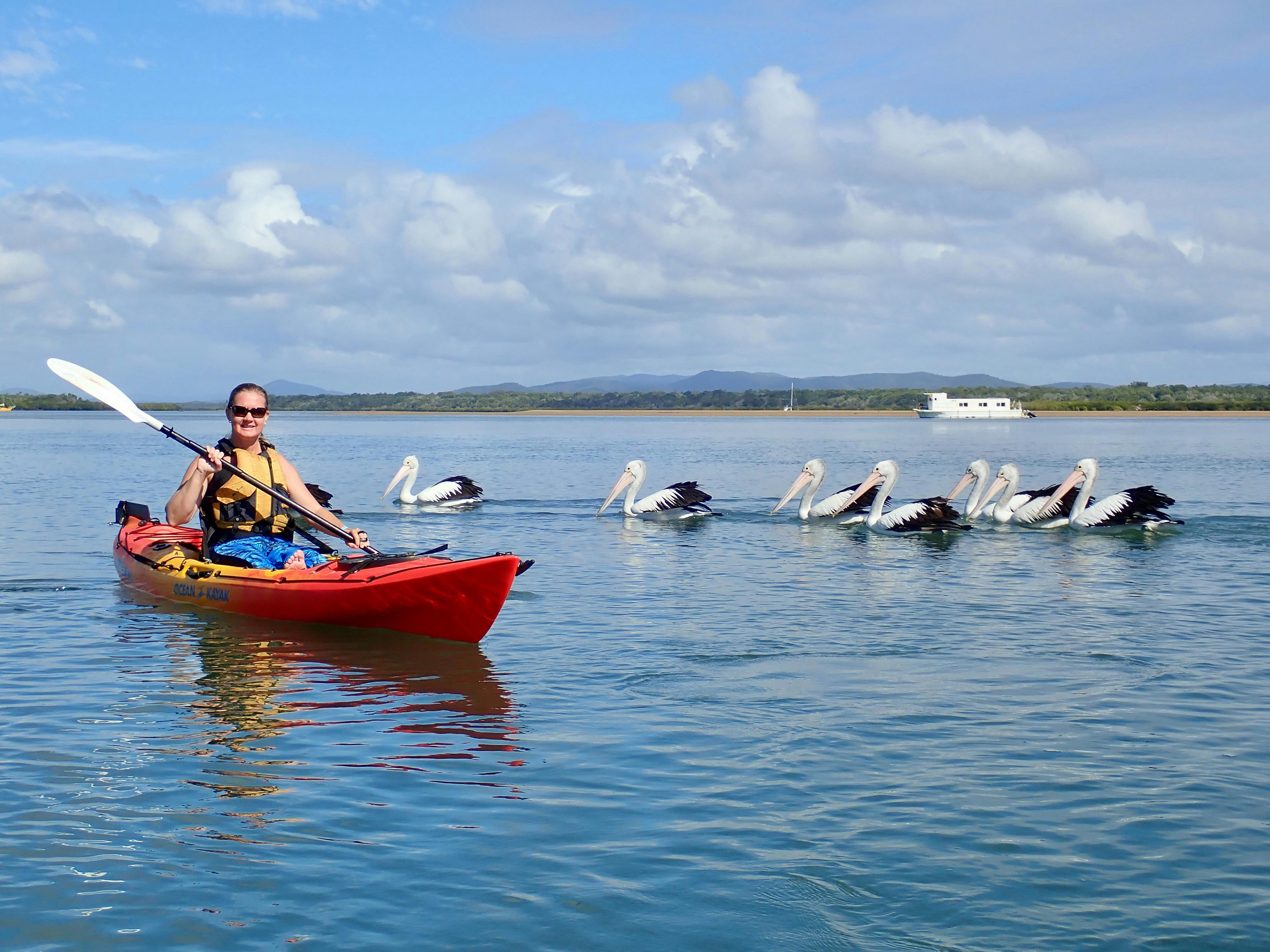 A pod of pelicans next to a kayaker