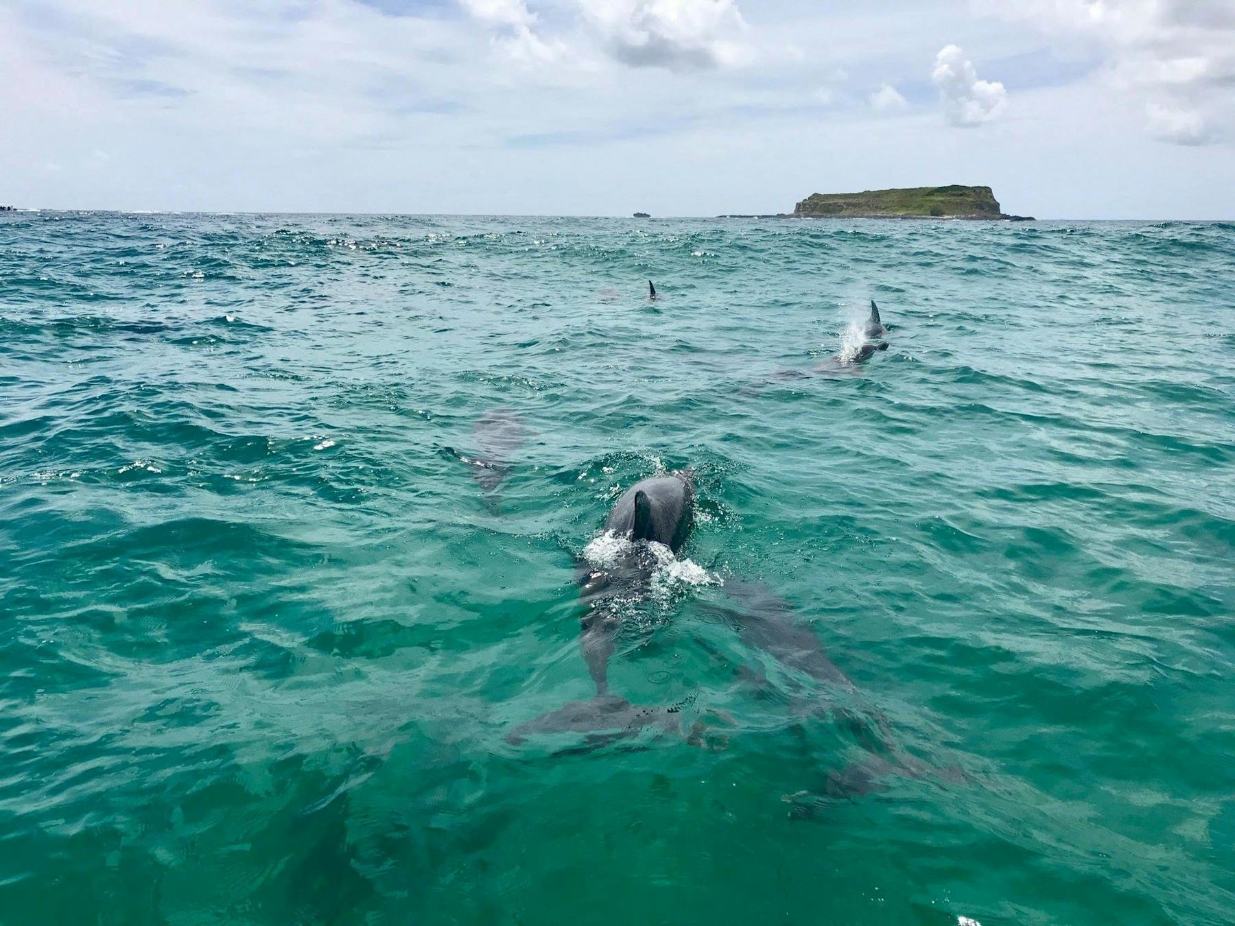 Local pod of Bottle-nose Dolphins @ Fingal