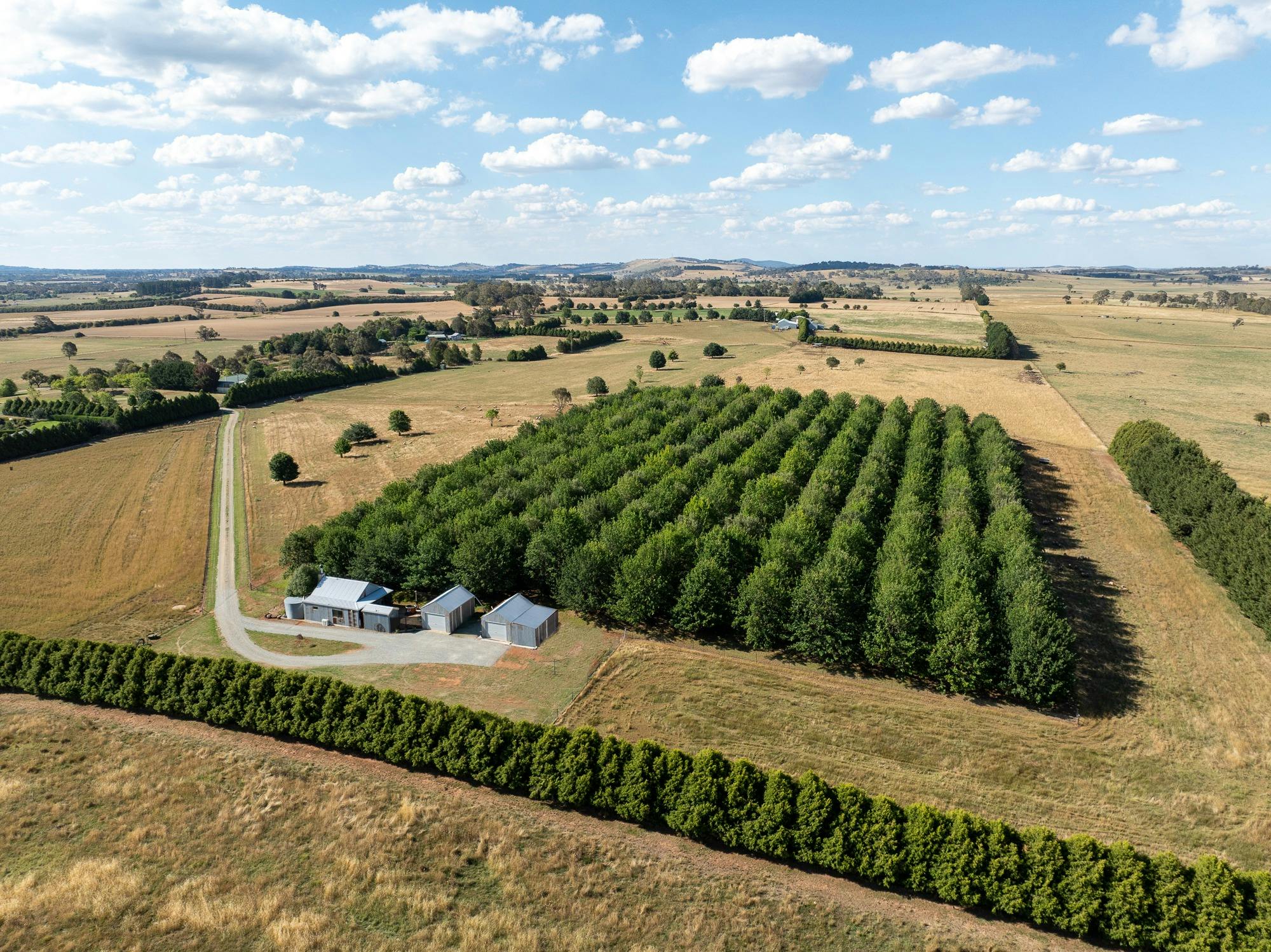 Paddock of trees for the truffle farm, with the driveway leading to The Shack