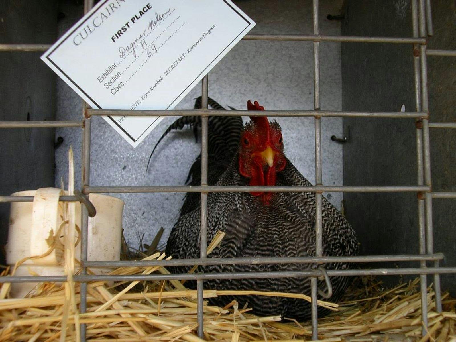 Chicken in a cage on show at the Culcairn Show with an award stuck on the cage.