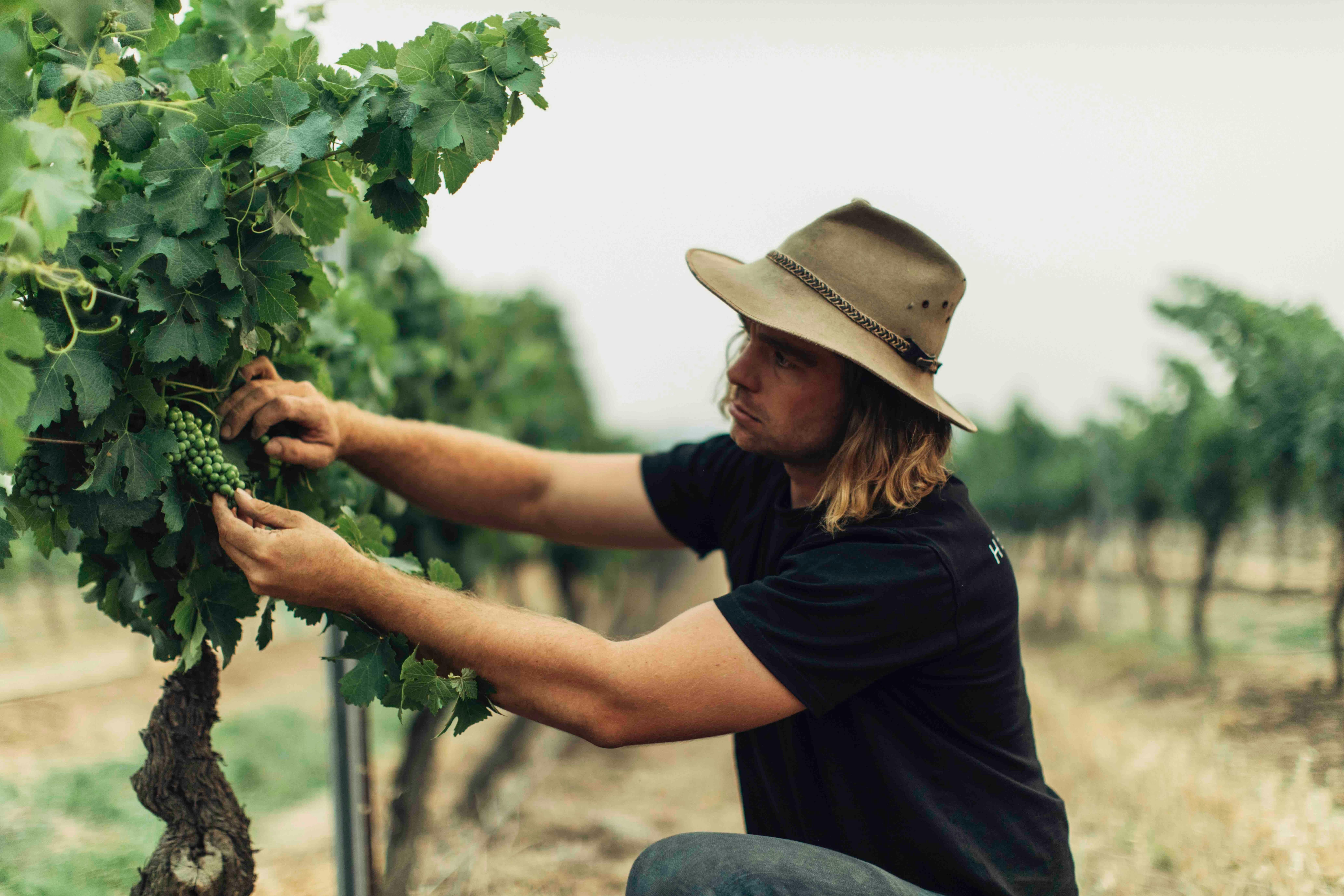 Angus Vinden, Vigneron & Winemaker