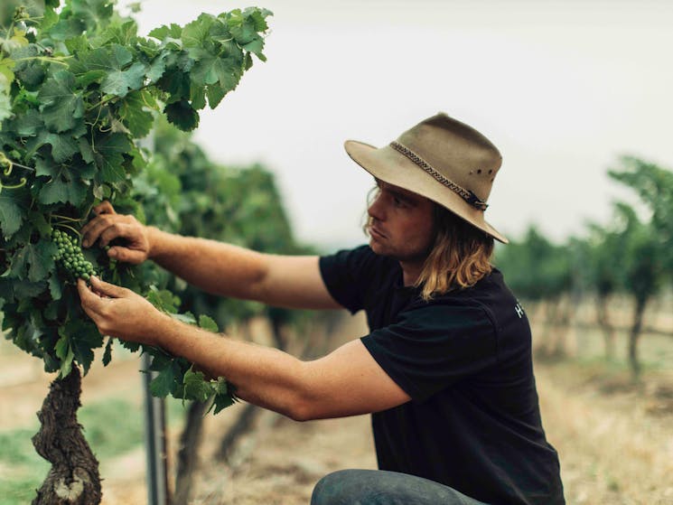 Angus Vinden, Vigneron & Winemaker